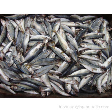 Jack Mackerel Frozen Horse Mackerel Exportateurs